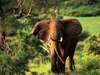 Sand River Selous - Elephants 